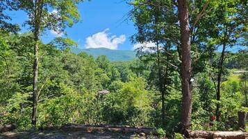 A forested area with a clear sky and distant mountains.