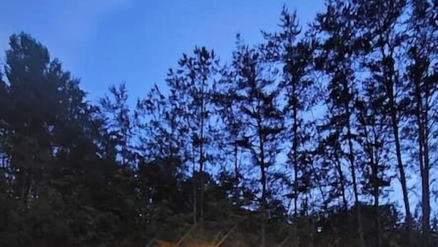Una cabaña con terraza, rodeada de árboles y con iluminación exterior.