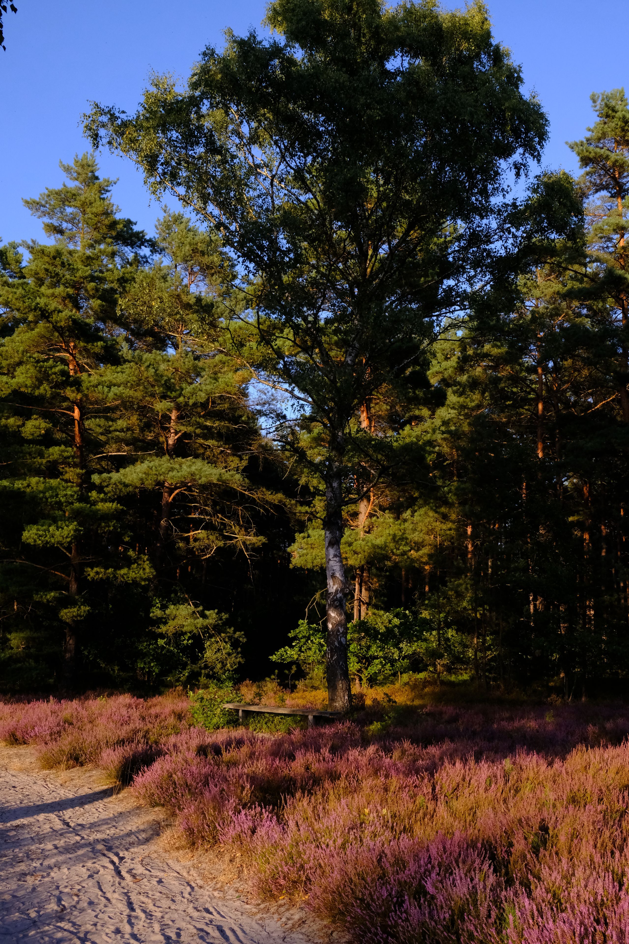 Metsä, jossa on sorapolkua, joka johtaa penkille.
