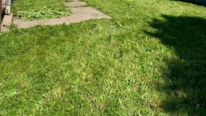 A grassy yard with a pathway leading to a house, surrounded by trees and a fence.
