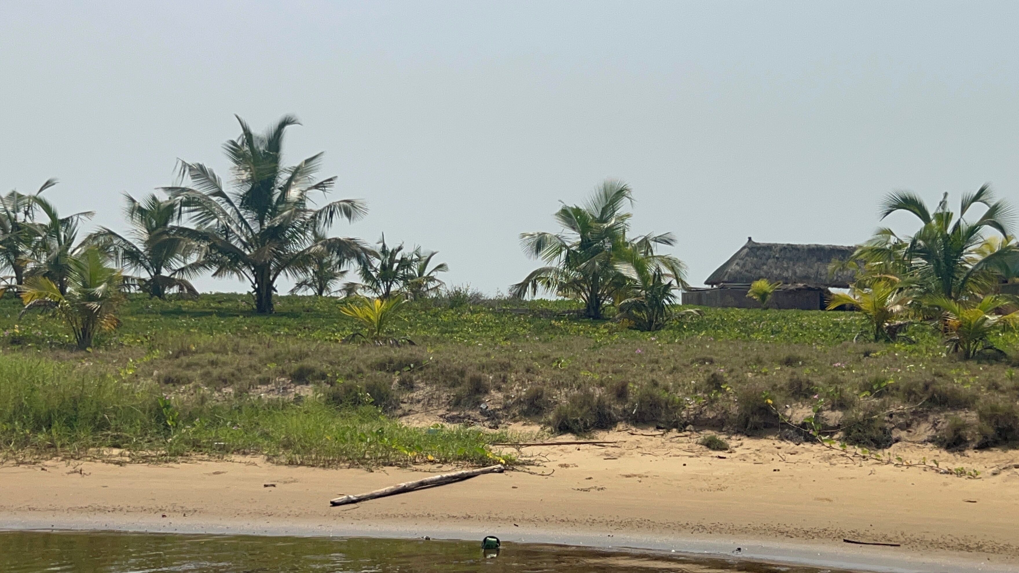 Une plage bordée de palmiers et sur laquelle se trouve un bâtiment à toit de chaume.