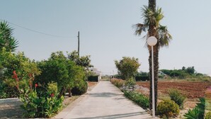 Un sendero pavimentado bordeado por exuberante vegetación y una palmera, que conduce hacia un edificio distante.