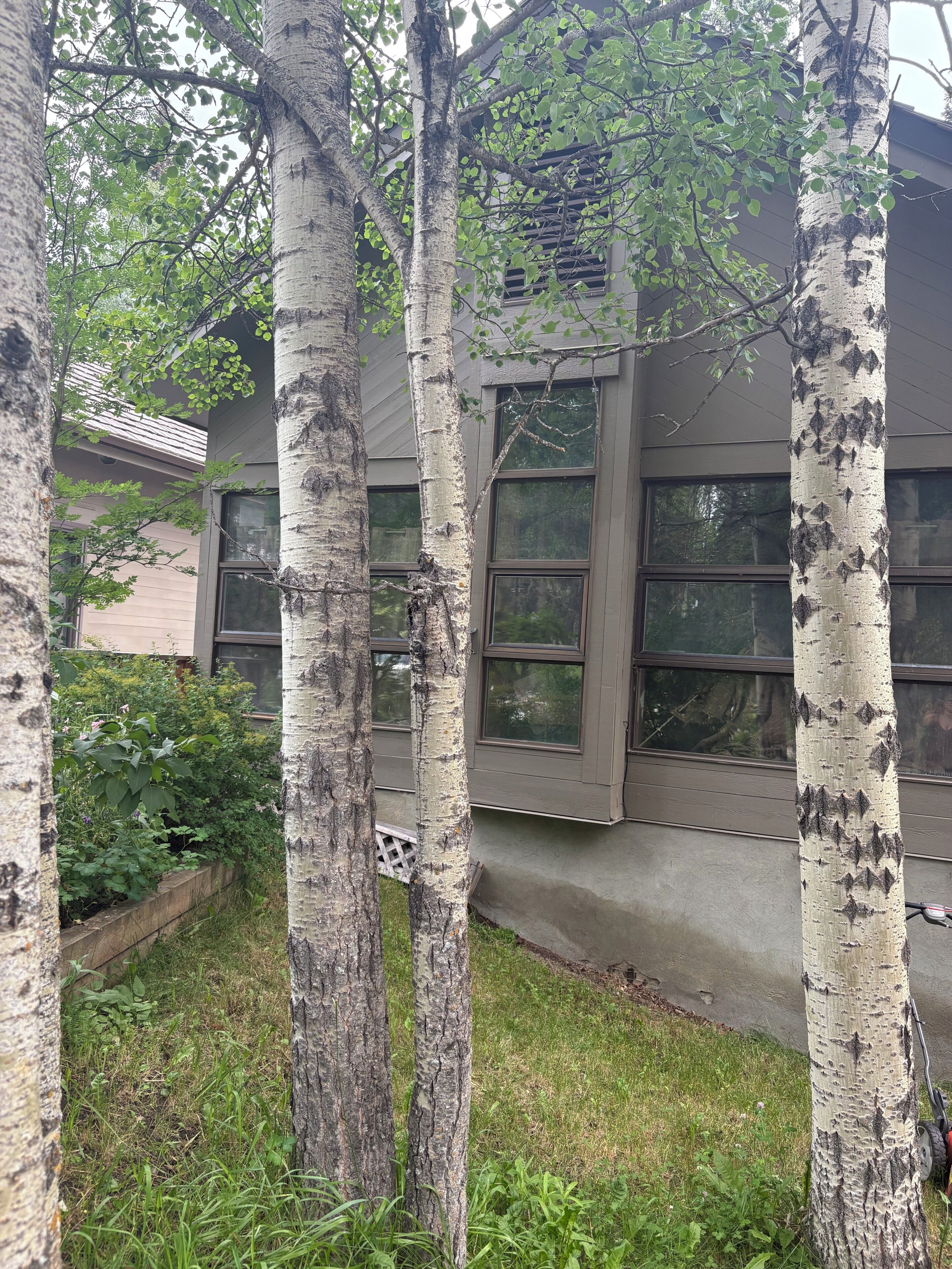 A building with large windows, a grassy area, and birch trees.
