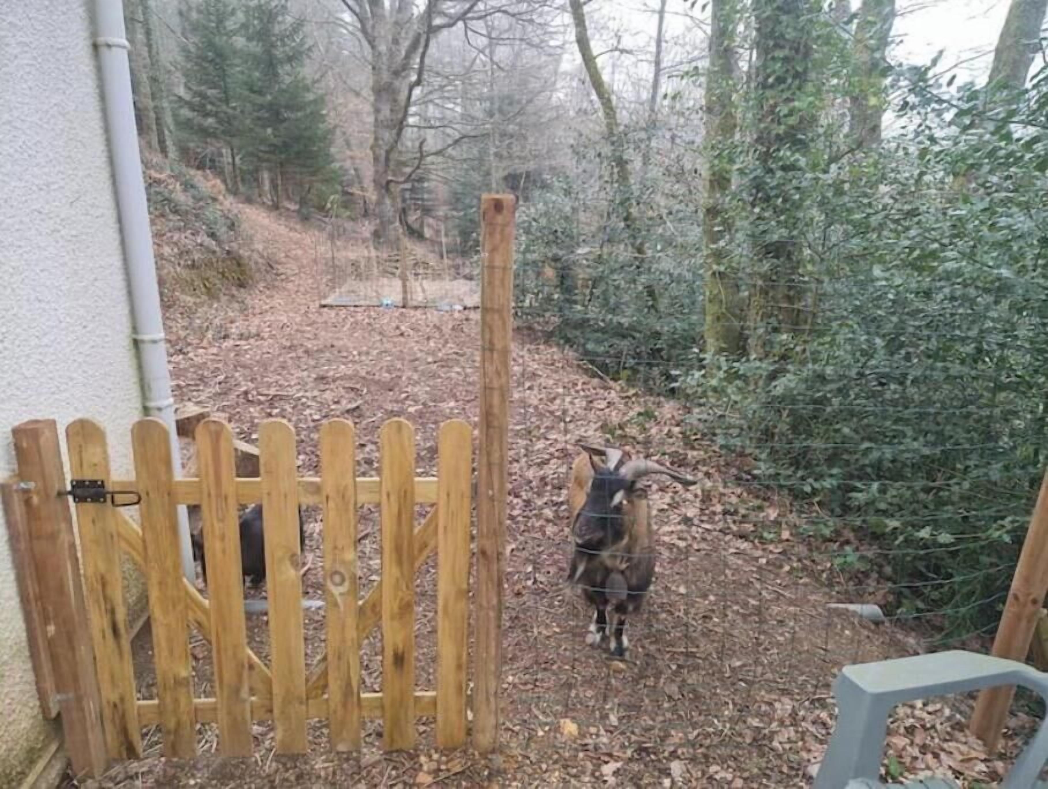 A wooden gate leading into a wooded area with a goat visible through the fence.