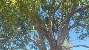 A tree with a swing hanging from its branches. - Country Retreat home with Private pool,Near Orlando International Airport (Kissimmee)