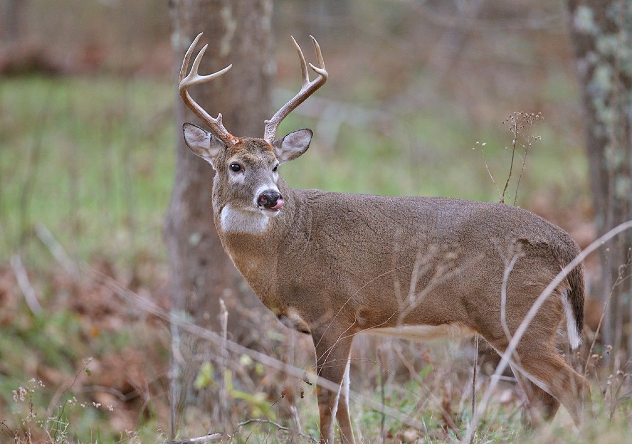 A deer in a natural setting with trees and grass.