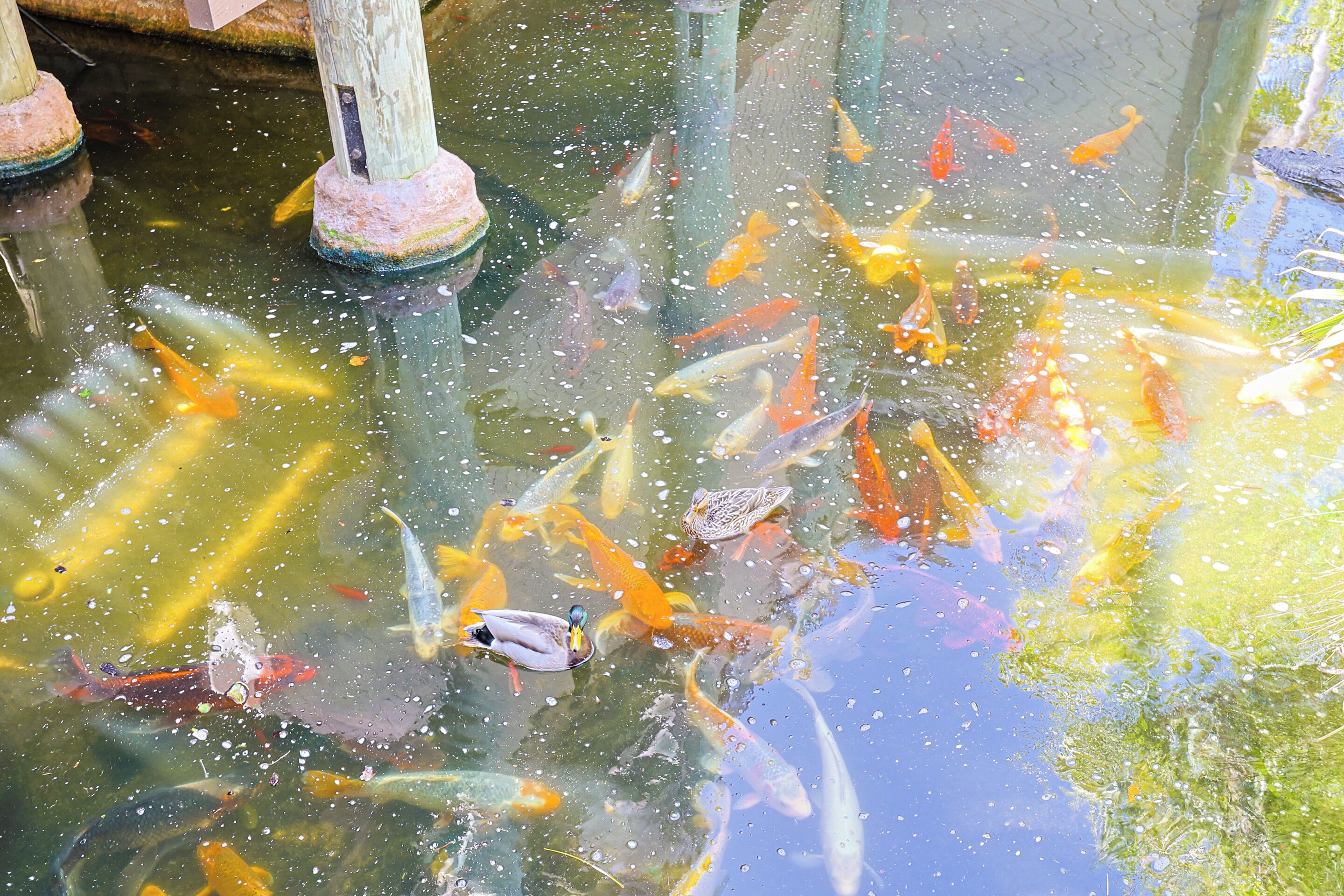 A koi pond with various fish species swimming.