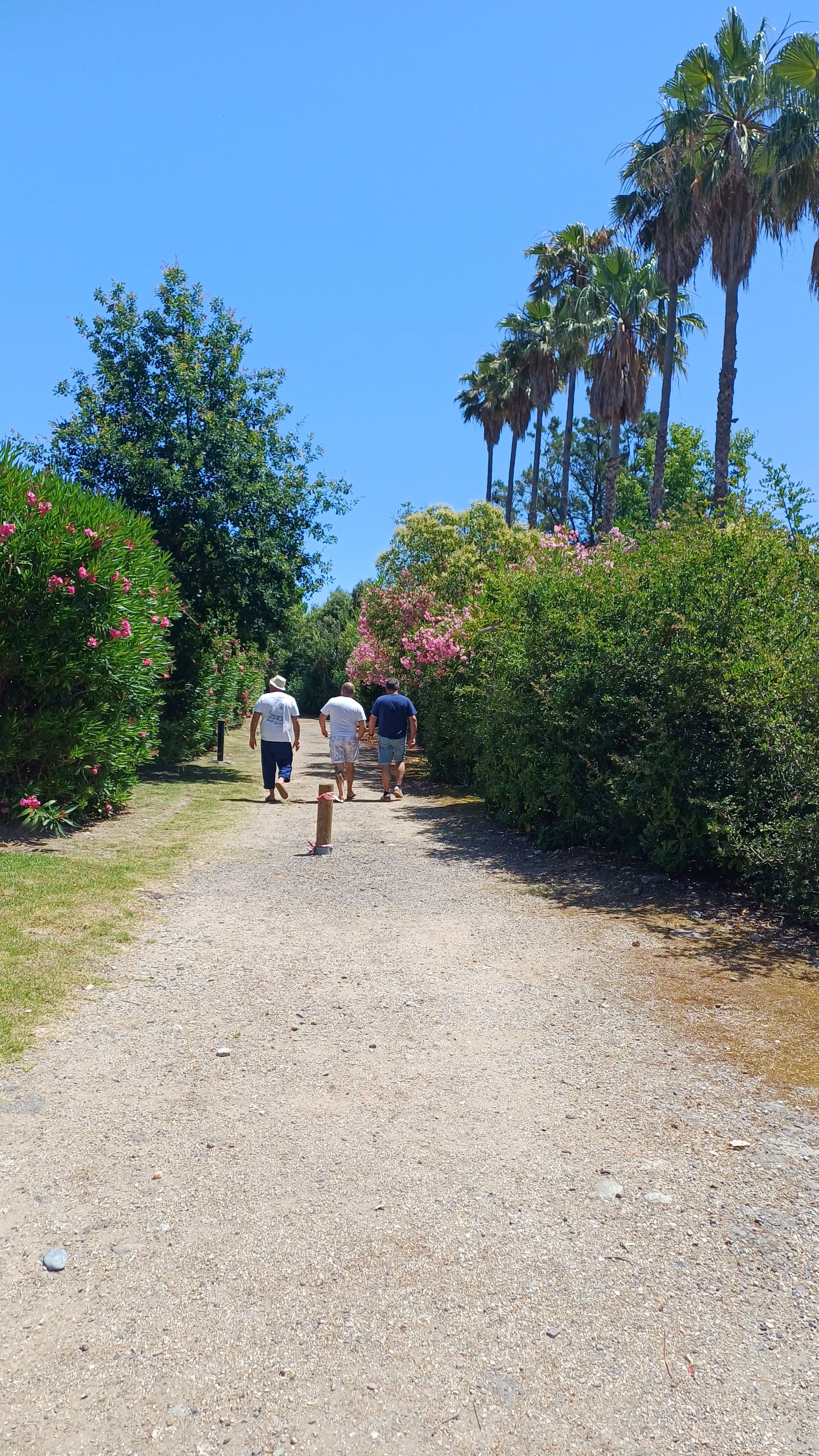 Ein Kiesweg schlängelt sich durch einen Garten mit Palmen und blühenden Sträuchern.