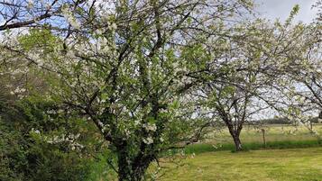 Uma árvore com flores brancas em um campo gramado.