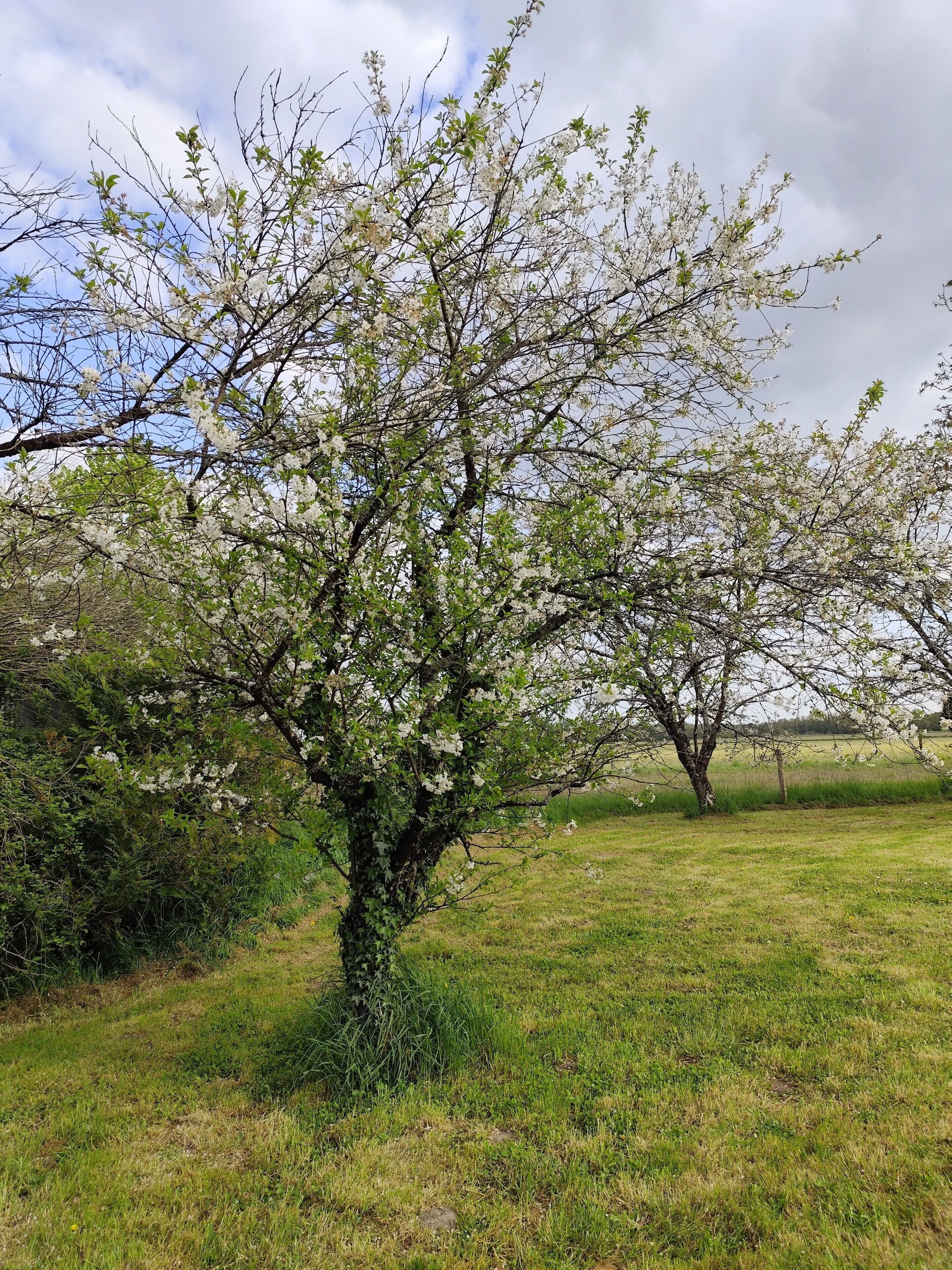A tree with white blossoms in a grassy field.