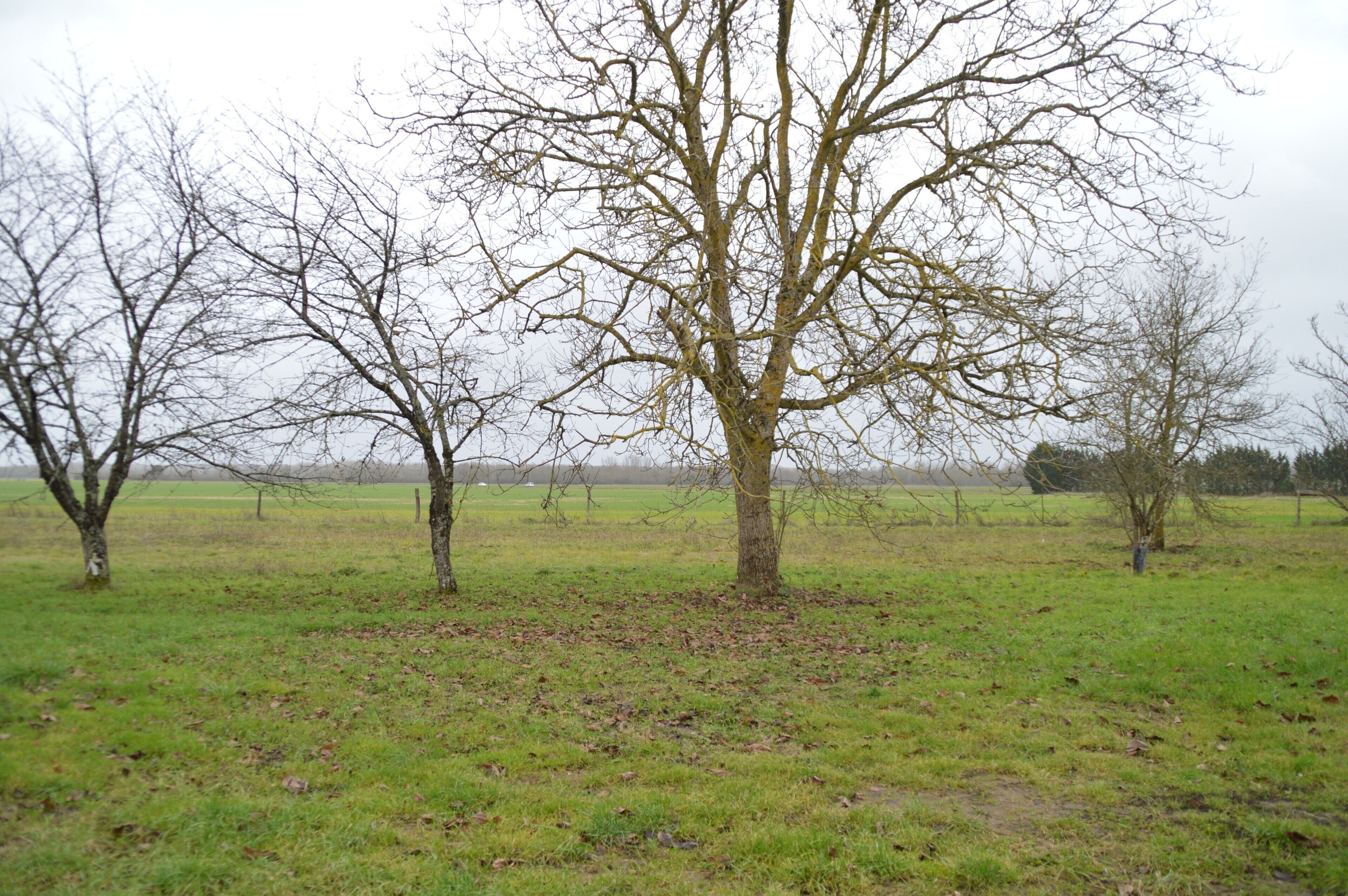 Un campo con varios árboles sin hojas y una zona cubierta de hierba.