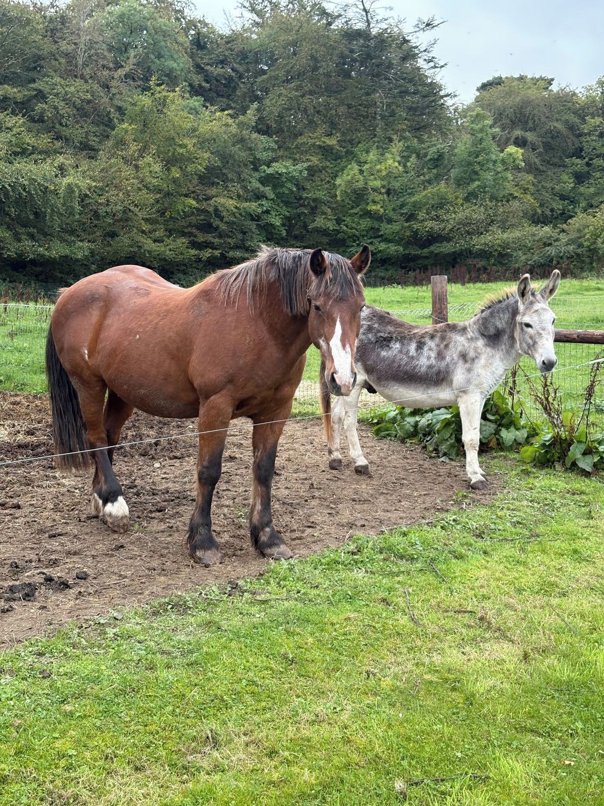 Un establo con dos caballos parados sobre suelo de tierra, rodeado por un campo cubierto de hierba y árboles al fondo.