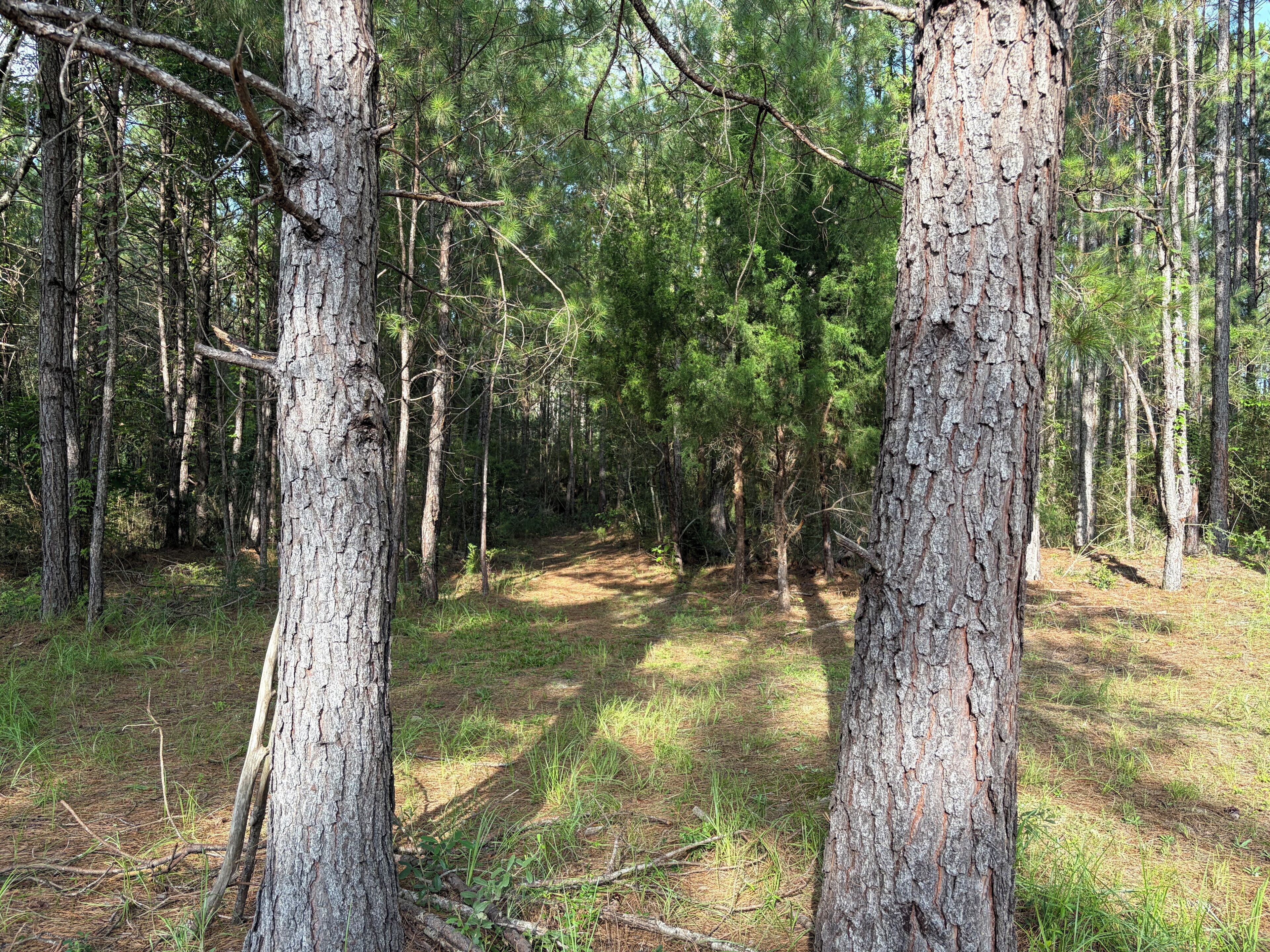 Ein bewaldetes Gebiet mit hohen Bäumen und einem Feldweg.