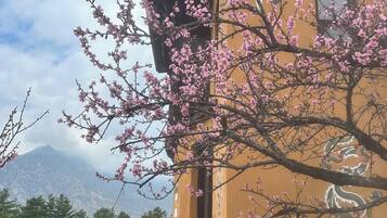 Um edifício com um mural de um cisne e um dragão, rodeado por árvores em flor cor-de-rosa.