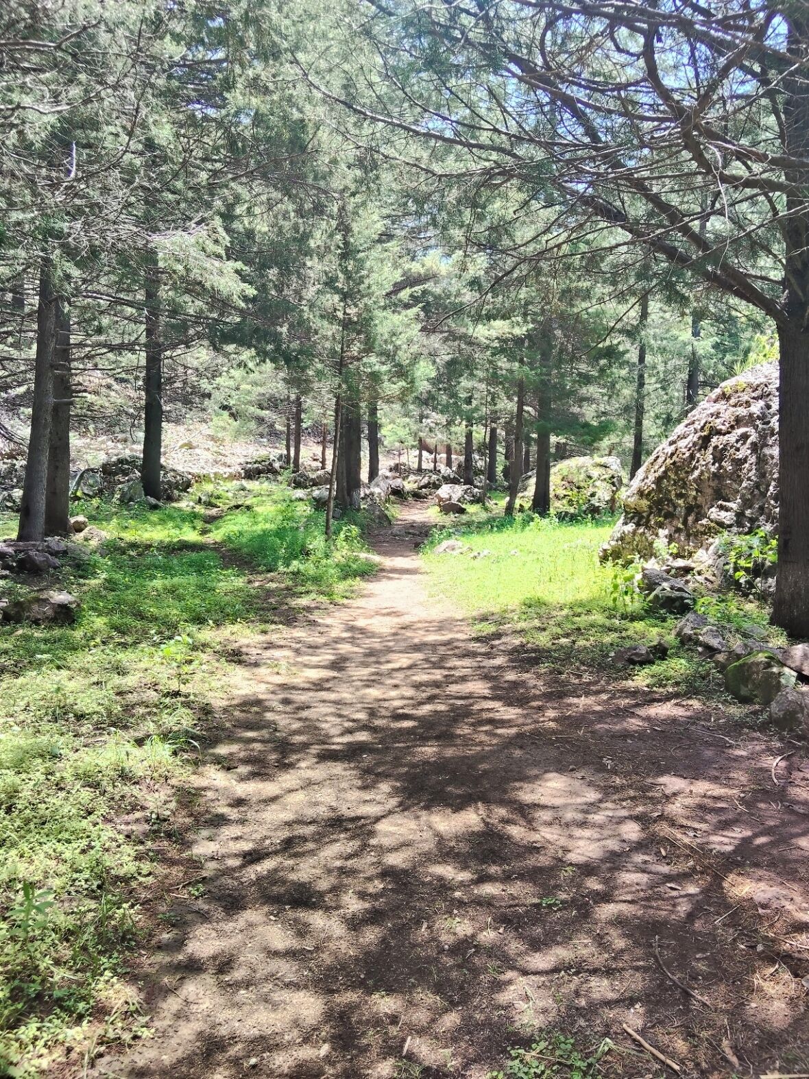 A forested path with trees and rocks.