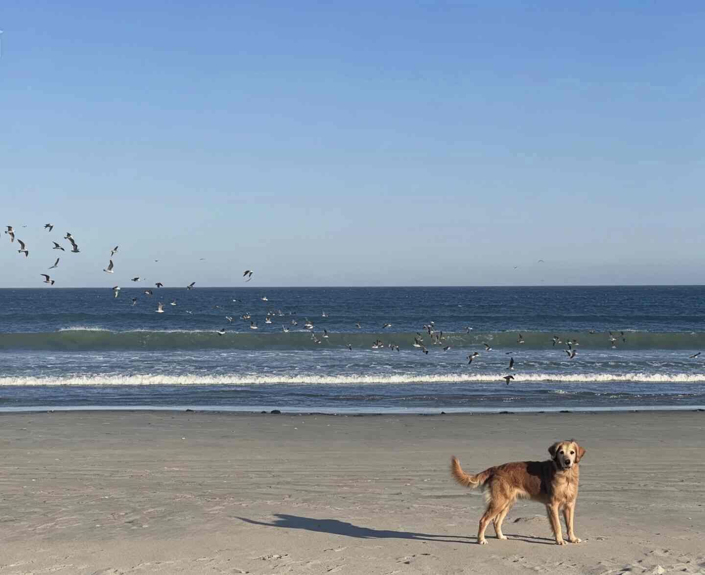 A beach with a dog standing on the sand, waves in the background, and birds flying.