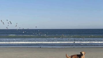 A beach with a dog standing on the sand, waves in the background, and birds flying.