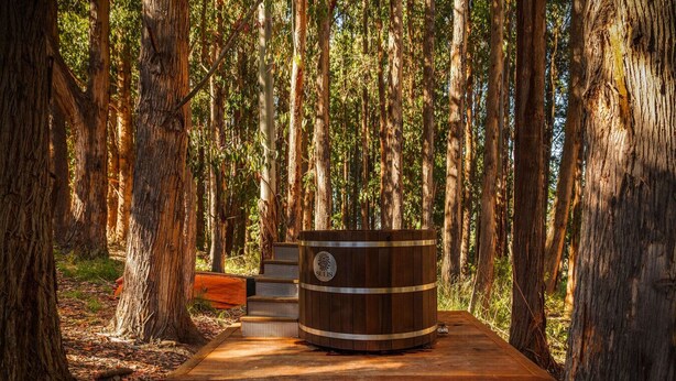 A wooden barrel on a bench in a forested area with tall trees.