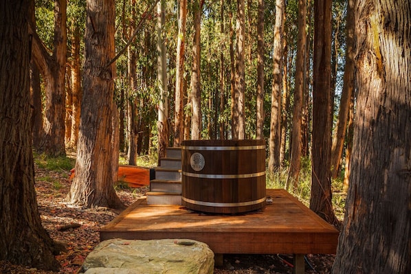 A wooden barrel on a bench in a forested area with tall trees.