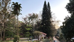 A residential street with a paved driveway, parked cars, and a variety of trees and shrubs.