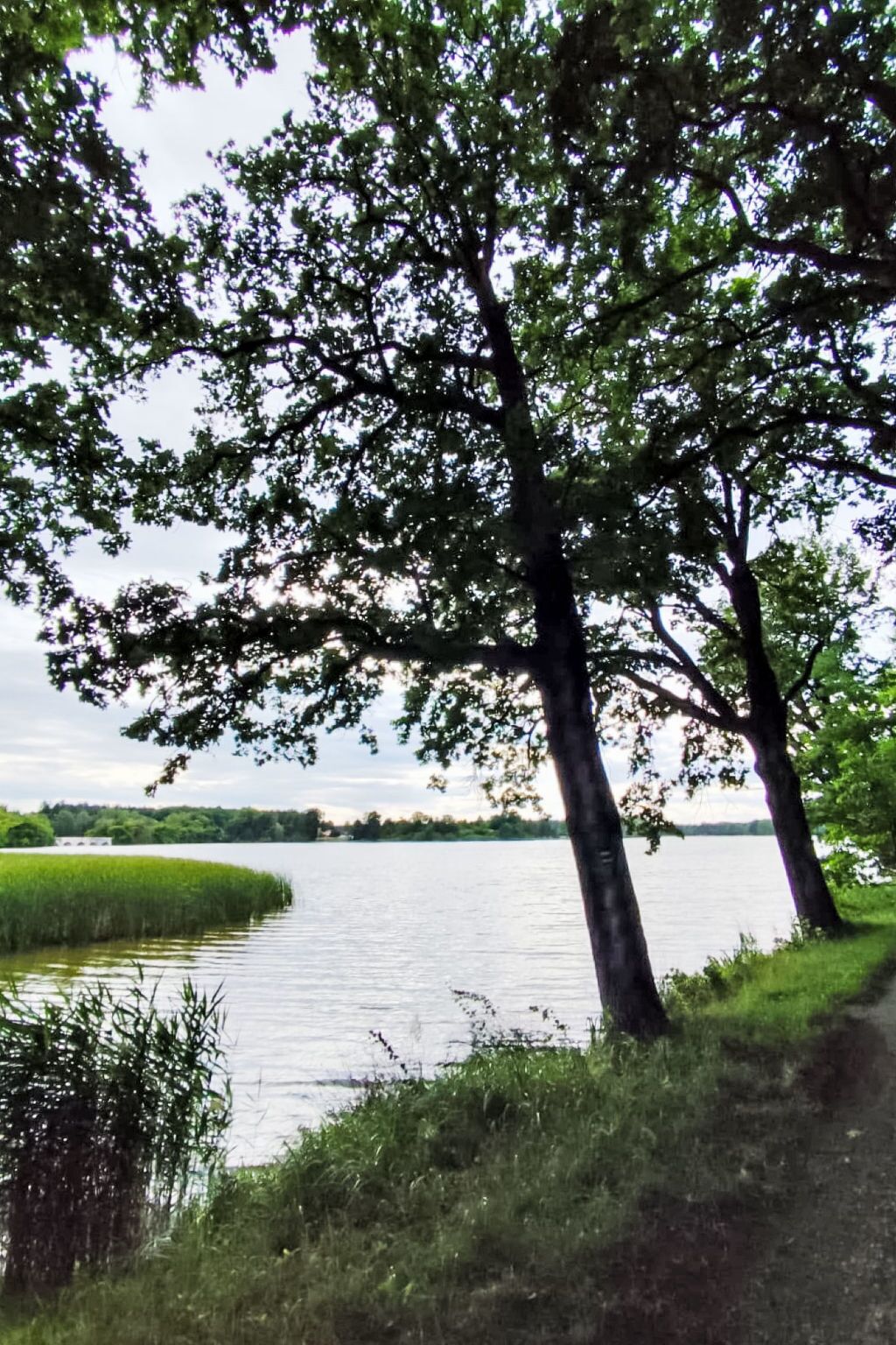 A natural landscape with a body of water, trees, and a grassy area.
