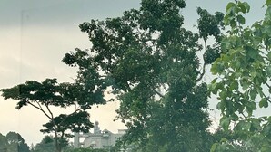 Un árbol con follaje denso en un entorno urbano.