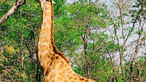 Een giraffe staat in een natuurlijke omgeving met bomen en droog terrein.
