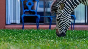 Ein Zebra grast auf einer Wiese vor einem Gebäude, im Hintergrund ist ein blauer Stuhl zu sehen.