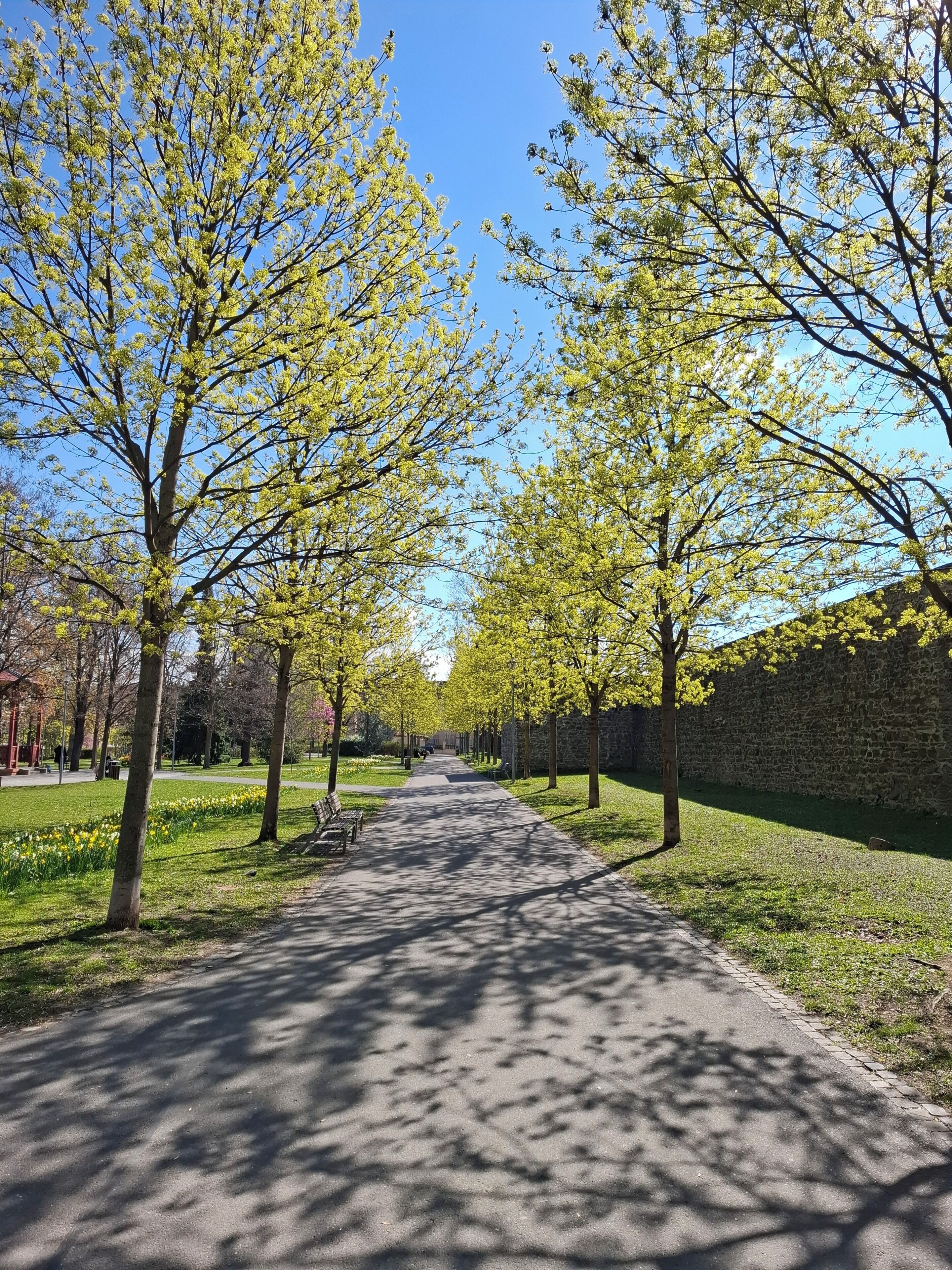 Een verhard pad langs bomen en een stenen muur.