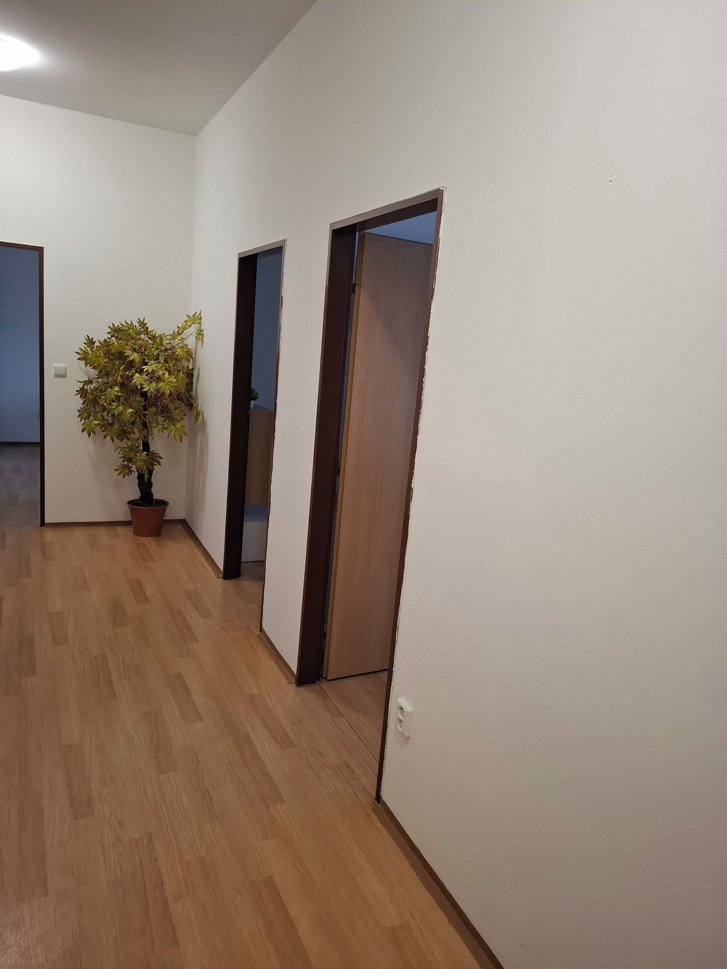 A hallway with wooden flooring, white walls, and a potted plant.