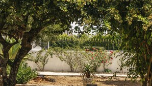 A garden with various plants, a stone wall, and a metal fence. - Cascais Boutique Retreat by Clama Retreats (Cascais)