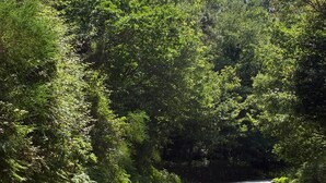 Eine Straße gesäumt von dichtem Grün und Bäumen unter blauem Himmel.