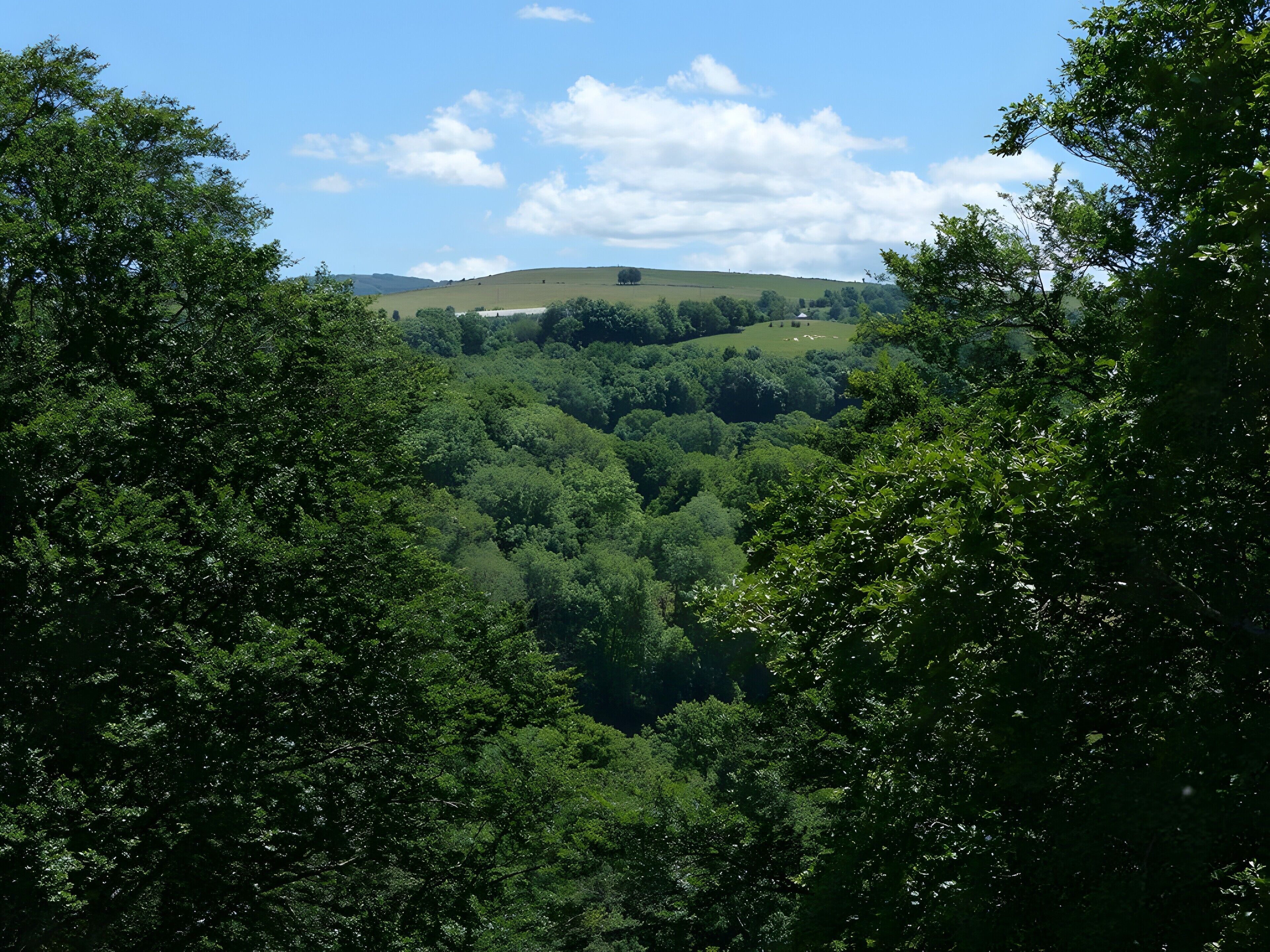 A lush green valley with dense foliage and rolling hills in the background.