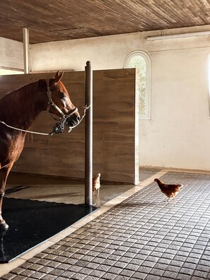 Ein Pferd in einem Stall mit Holzboden und einem Metallpfosten.