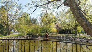 A park with a pond, a wooden bridge, and a metal fence.