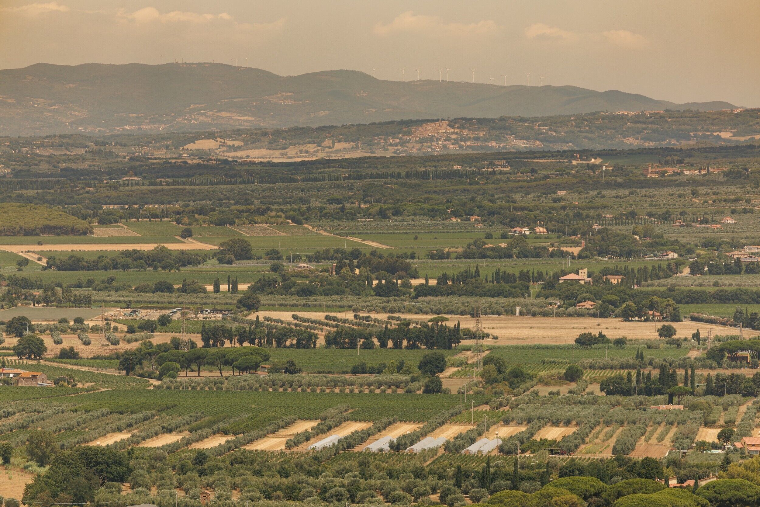 A rural landscape with vineyards, houses, and wind turbines in the distance.
