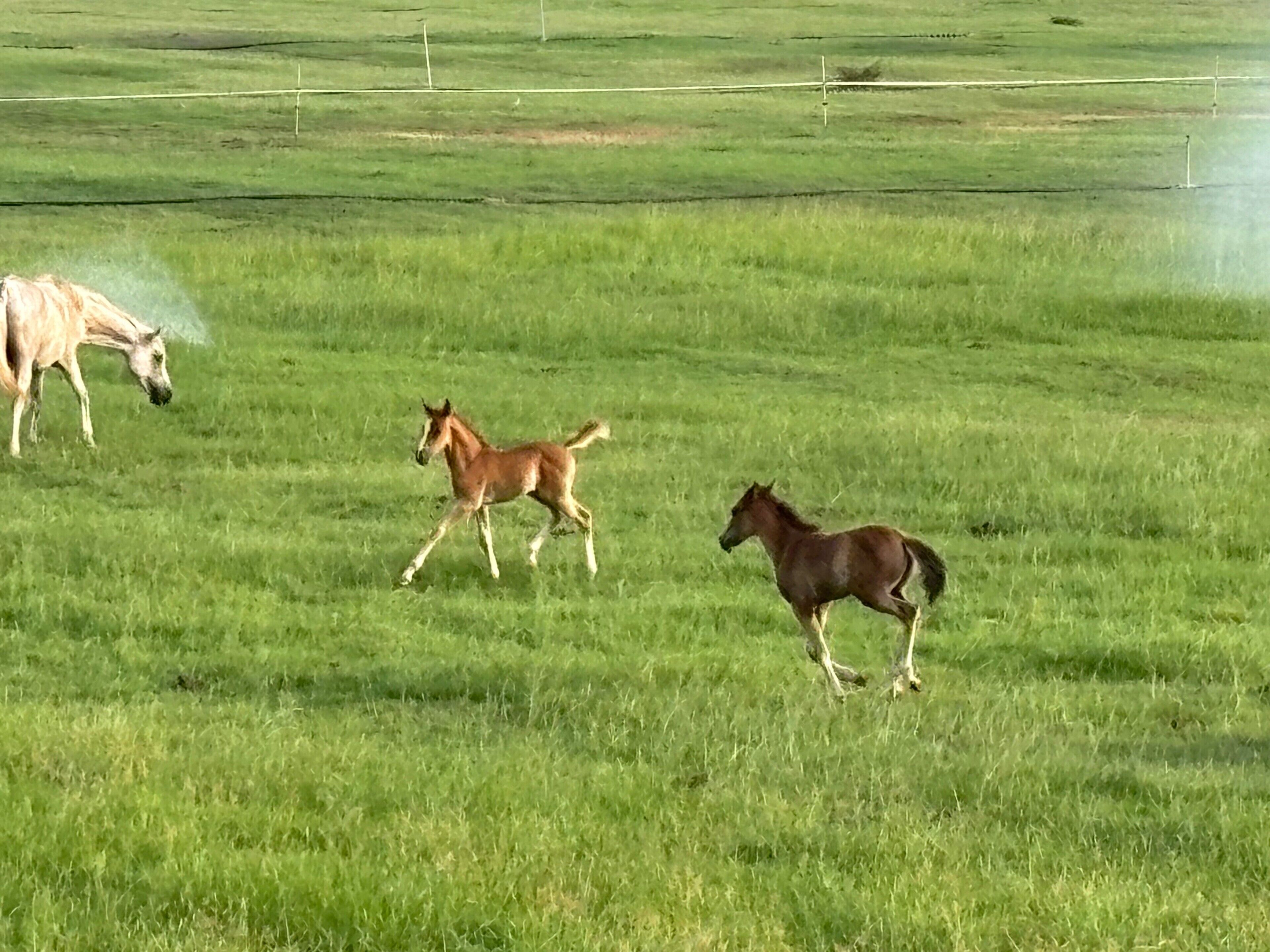 A grassy field with three horses running.