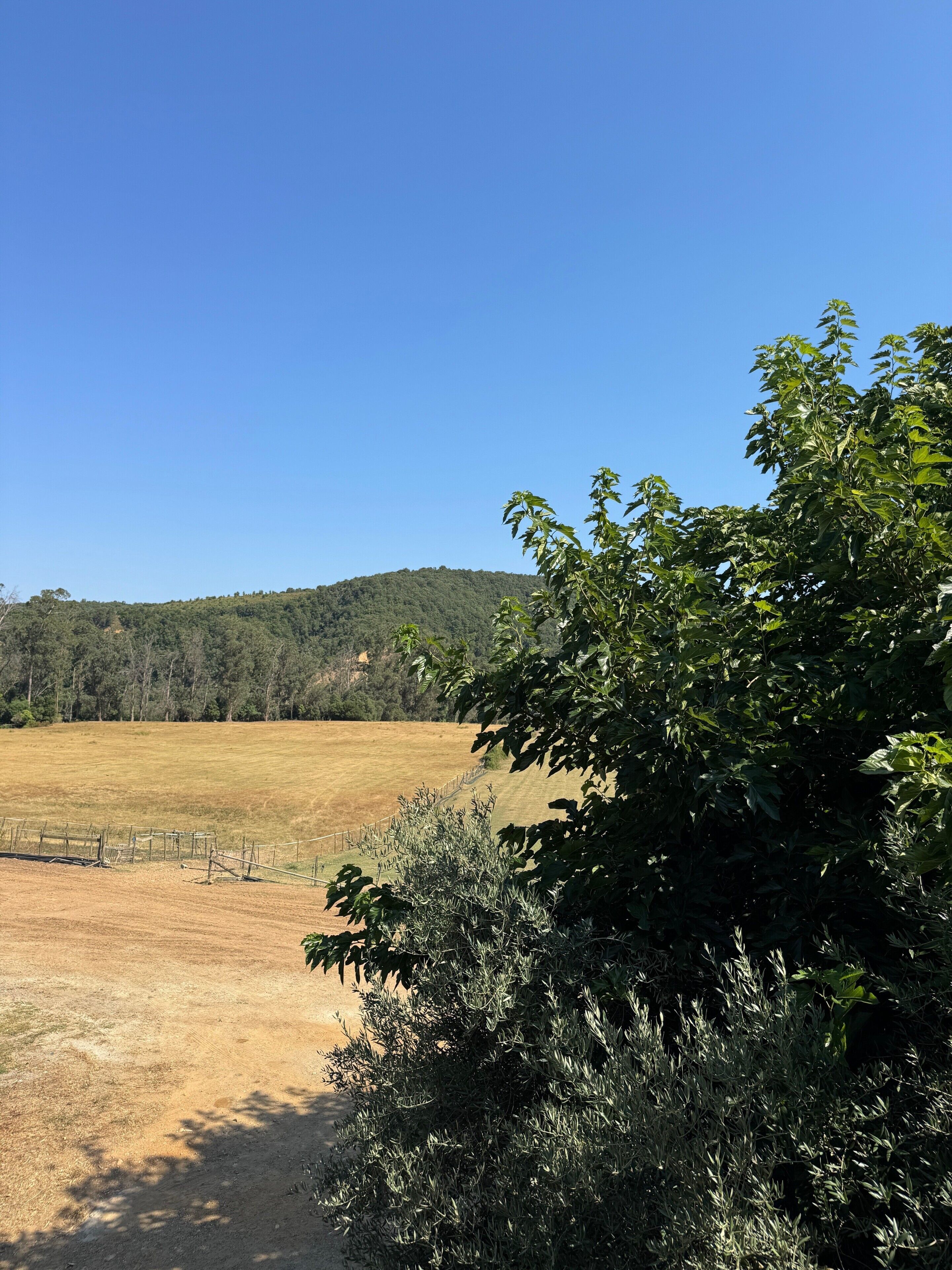 A rural landscape with a clear sky, a fenced field, and a hill in the distance.