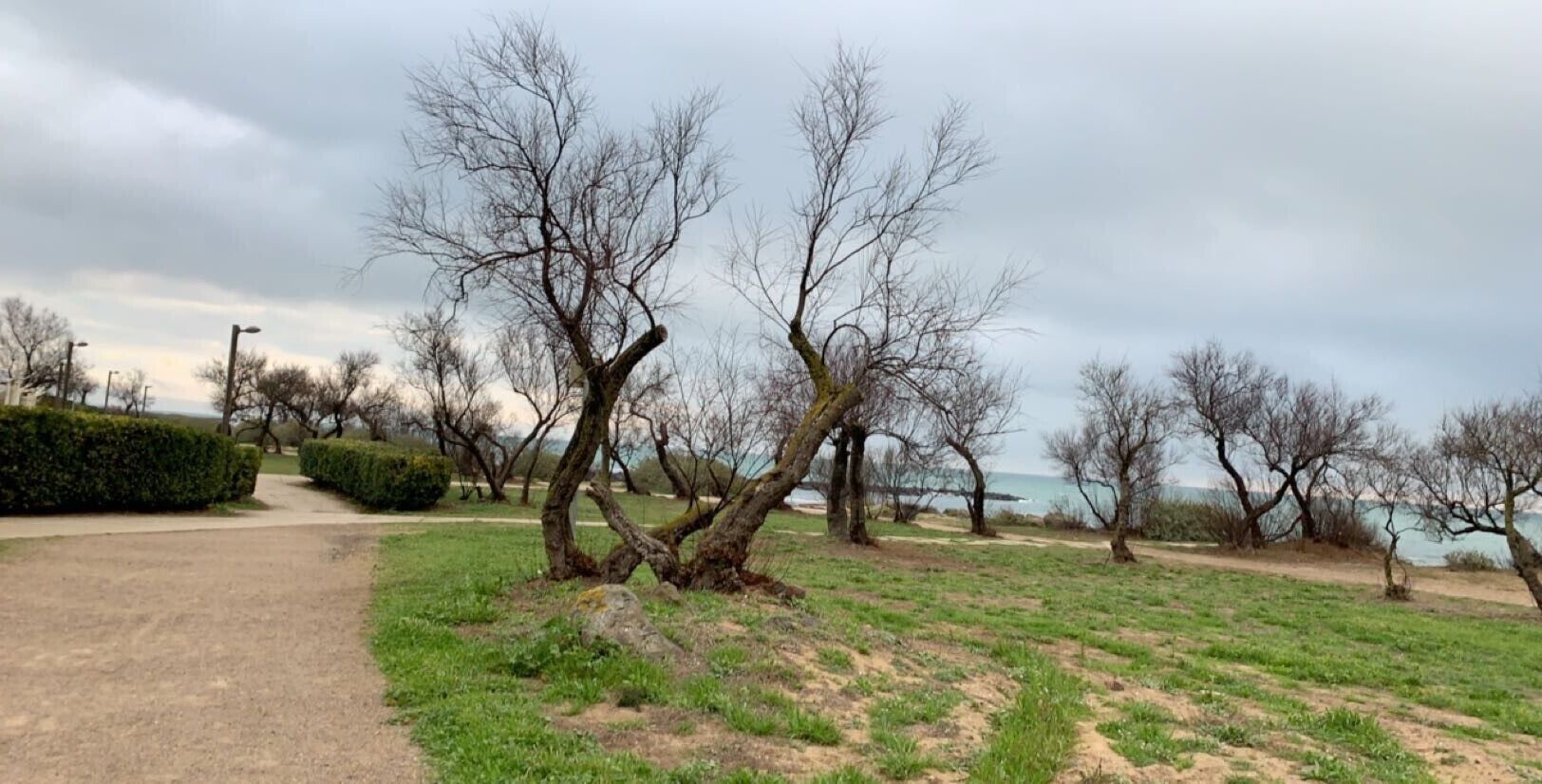 A park with a dirt path, leafless trees, and a body of water in the background.
