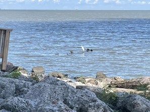 A rocky shoreline with a wooden structure, possibly a bench or viewing platform, overlooking calm water with a few birds.