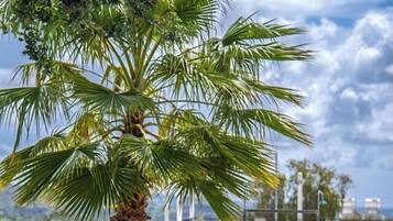 A pool area with a sign for 'Pool B.B.Q.' and a palm tree.