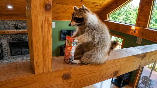Pesukarhu istuu puupalkilla mökissä, jossa on kivinen takka ja ikkunasta avautuu näkymä vehreään maisemaan.