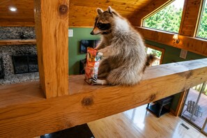 A raccoon sitting on a wooden beam in a cabin with a stone fireplace and a view of greenery outside. - Blackberry Heaven Lodge (Lenoir)
