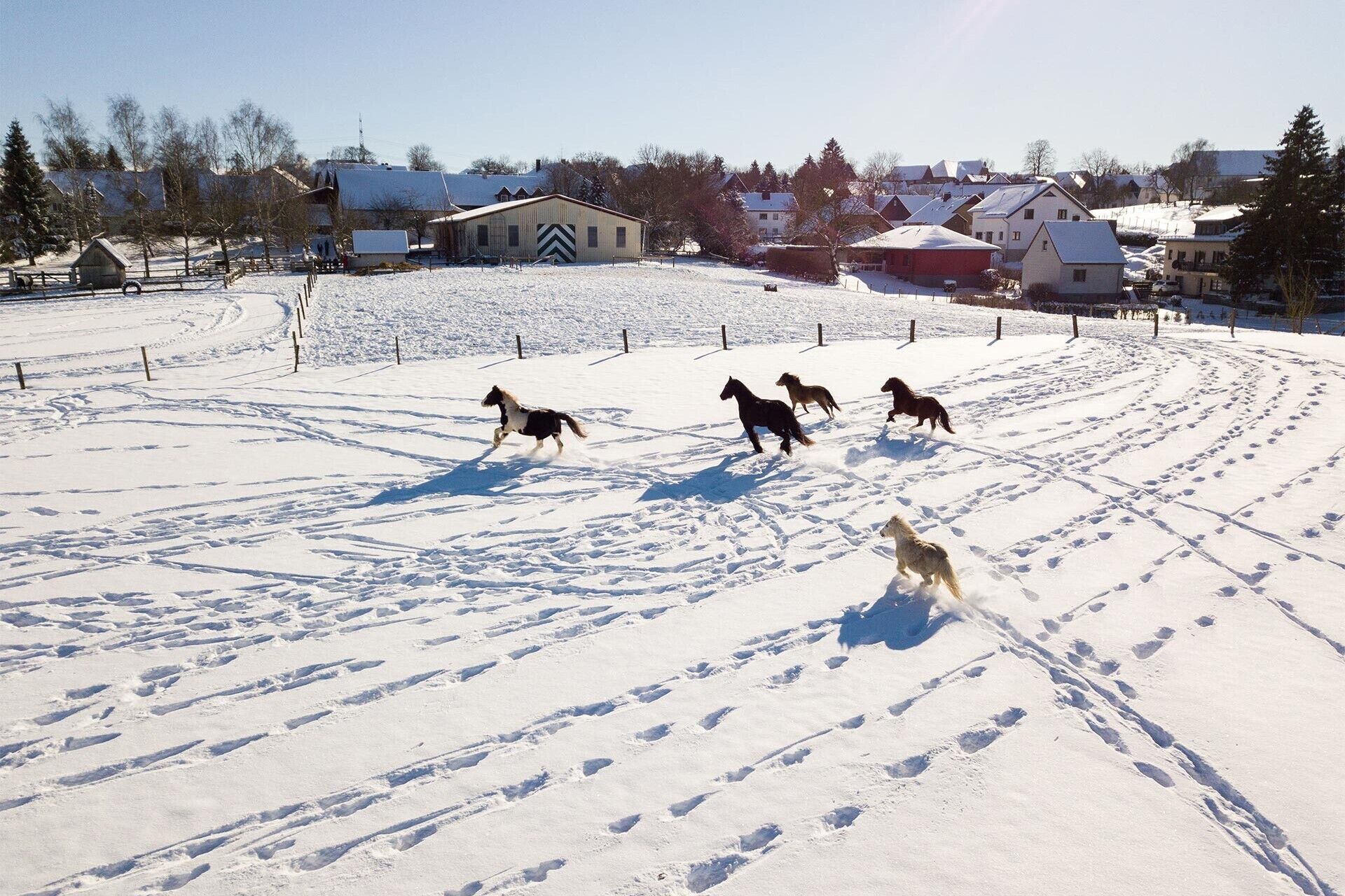 Et sneklædt landskab med en gruppe heste i galop.
