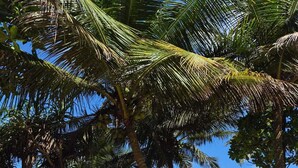A beach with palm trees, a wooden structure, and a view of the ocean. - NATIVE SOULS Beach Hotel (Induruwa)