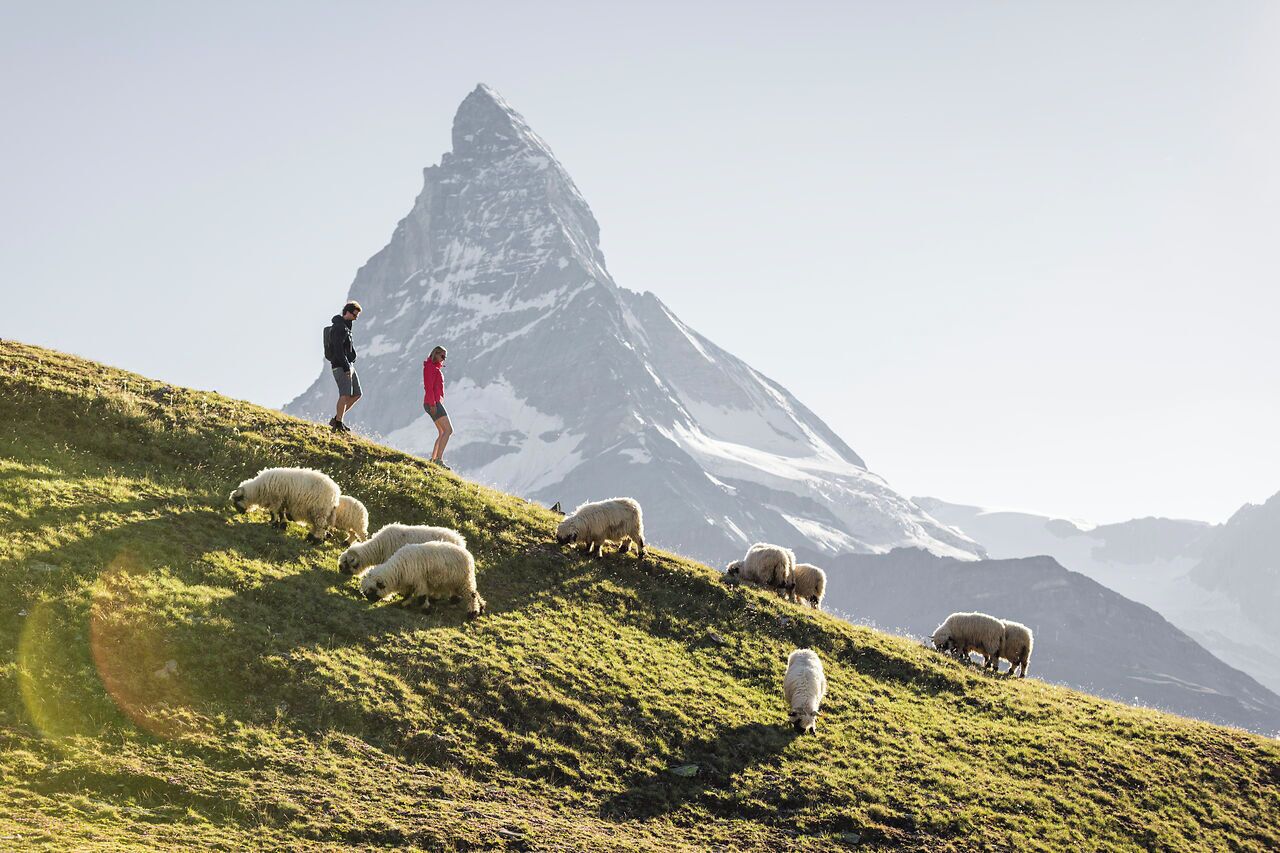 Un paysage montagneux avec un sommet imposant, une personne debout sur une pente herbeuse et plusieurs moutons qui paissent.