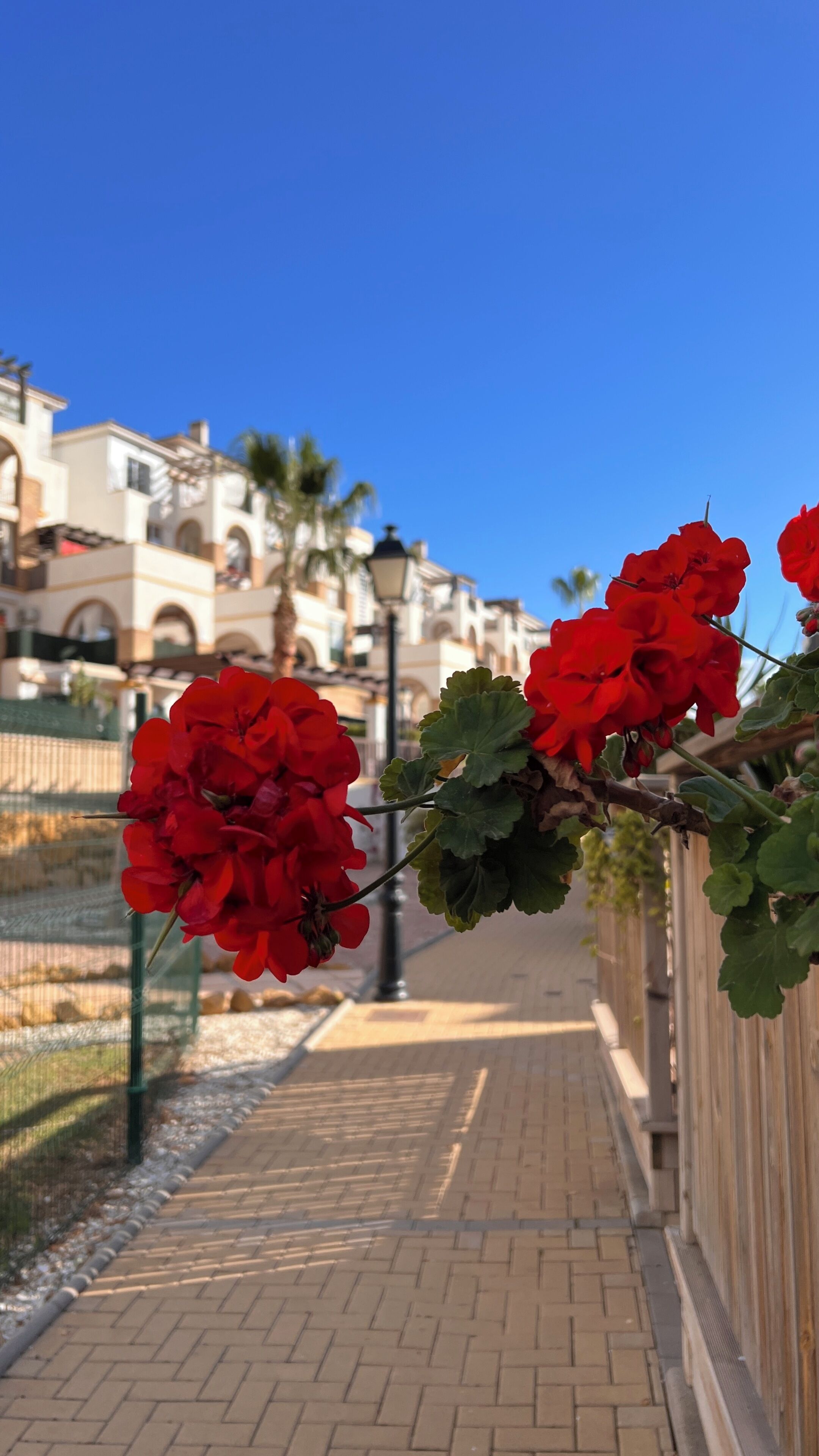 A pathway lined with red flowers and a fence, leading to a building with arched windows and a clear blue sky.