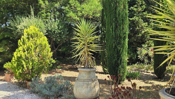 Ein Garten mit verschiedenen Kübelpflanzen, darunter ein hoher Nadelbaum und eine palmenähnliche Pflanze mit gelben Blättern.