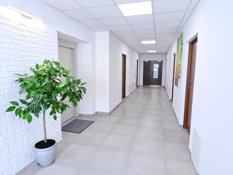 Un pasillo con paredes blancas, una planta en maceta y puertas que dan a habitaciones.