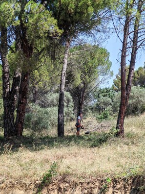 A natural outdoor setting with trees and a person using a chainsaw. - House nestled among the pine trees between Cadenet and Lourmarin, with a pool (Cadenet)